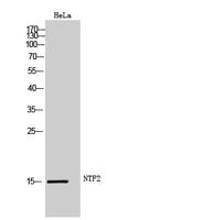 NTF2 Polyclonal Antibody