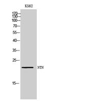 NTN Polyclonal Antibody