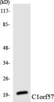 NTPase Polyclonal Antibody