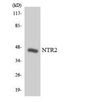 NTR2 Polyclonal Antibody