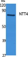 NTT4 Polyclonal Antibody