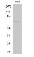 NUB1 Polyclonal Antibody