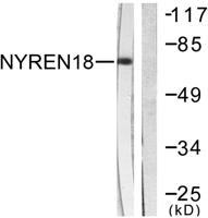 NUB1 Polyclonal Antibody