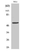 Fyn Polyclonal Antibody