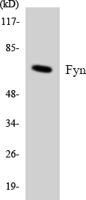 Fyn Polyclonal Antibody