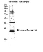 Ribosomal Protein L17 Polyclonal Antibody