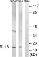 Ribosomal Protein L18 Polyclonal Antibody