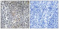 Ribosomal Protein L23 Polyclonal Antibody