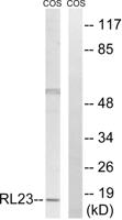 Ribosomal Protein L23 Polyclonal Antibody