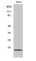 Ribosomal Protein L26L Polyclonal Antibody