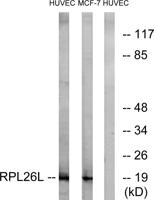 Ribosomal Protein L26L Polyclonal Antibody