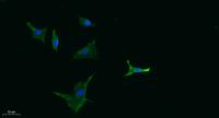 G2A Polyclonal Antibody