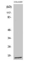 Ribosomal Protein L27A Polyclonal Antibody