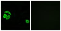 Ribosomal Protein L27A Polyclonal Antibody