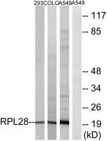 Ribosomal Protein L28 Polyclonal Antibody