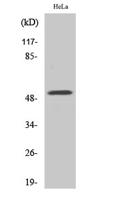 G3BP2 Polyclonal Antibody