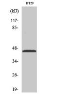 Ribosomal Protein L3 Polyclonal Antibody