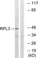 Ribosomal Protein L3 Polyclonal Antibody