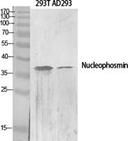 Nucleophosmin Polyclonal Antibody