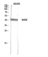 NUDC Polyclonal Antibody