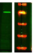 NUFP2 Polyclonal Antibody