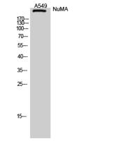 NuMA Polyclonal Antibody