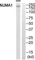 NuMA Polyclonal Antibody