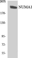 NuMA Polyclonal Antibody