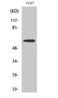 Nur77 Polyclonal Antibody