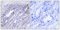 Nur77 Polyclonal Antibody