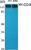 NY-CO-9 Polyclonal Antibody