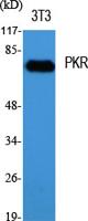 PKR Polyclonal Antibody