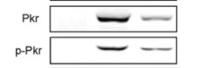 PKR Polyclonal Antibody