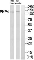 Plakophilin 4 Polyclonal Antibody