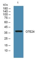 O7E24 Polyclonal Antibody