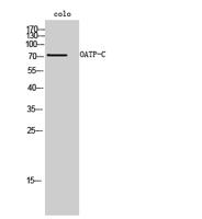 OATP-C Polyclonal Antibody