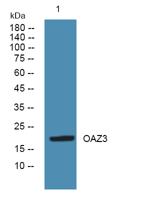 OAZ3 Polyclonal Antibody