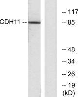 OB-cadherin Polyclonal Antibody