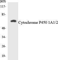 OB-cadherin Polyclonal Antibody