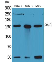 Ob-R Polyclonal Antibody