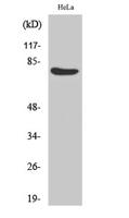 Oct-1 Polyclonal Antibody