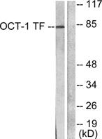 Oct-1 Polyclonal Antibody