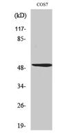 Oct-2 Polyclonal Antibody