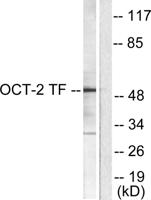 Oct-2 Polyclonal Antibody