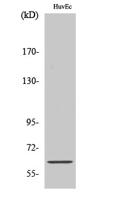 OCT3 Polyclonal Antibody