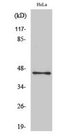 Oct-3/4 Polyclonal Antibody