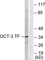 Oct-3/4 Polyclonal Antibody