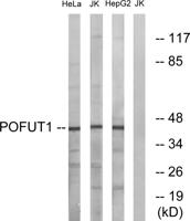 O-FucT-1 Polyclonal Antibody