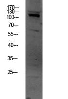 OGT Polyclonal Antibody