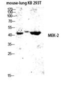 MEK-2 Polyclonal Antibody